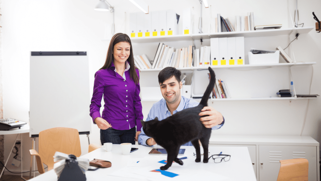 2 people are playing with the cat in their office