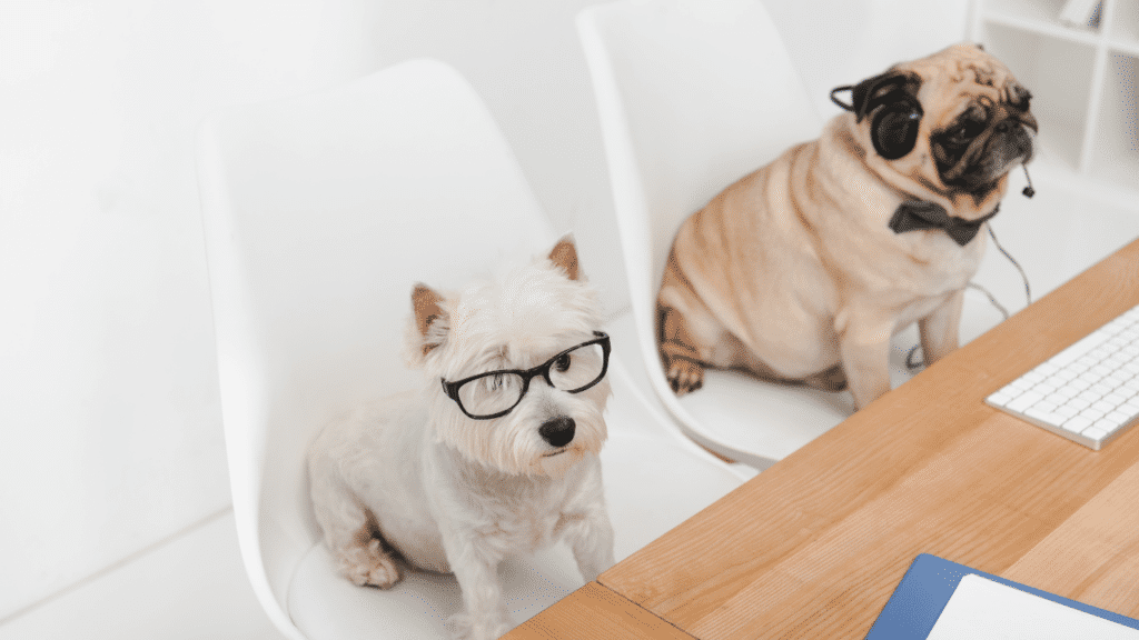 2 dogs sitting on chairs and working in the office