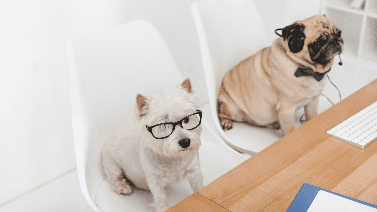 5 Benefits of Working and Being Surrounded by Your Pets